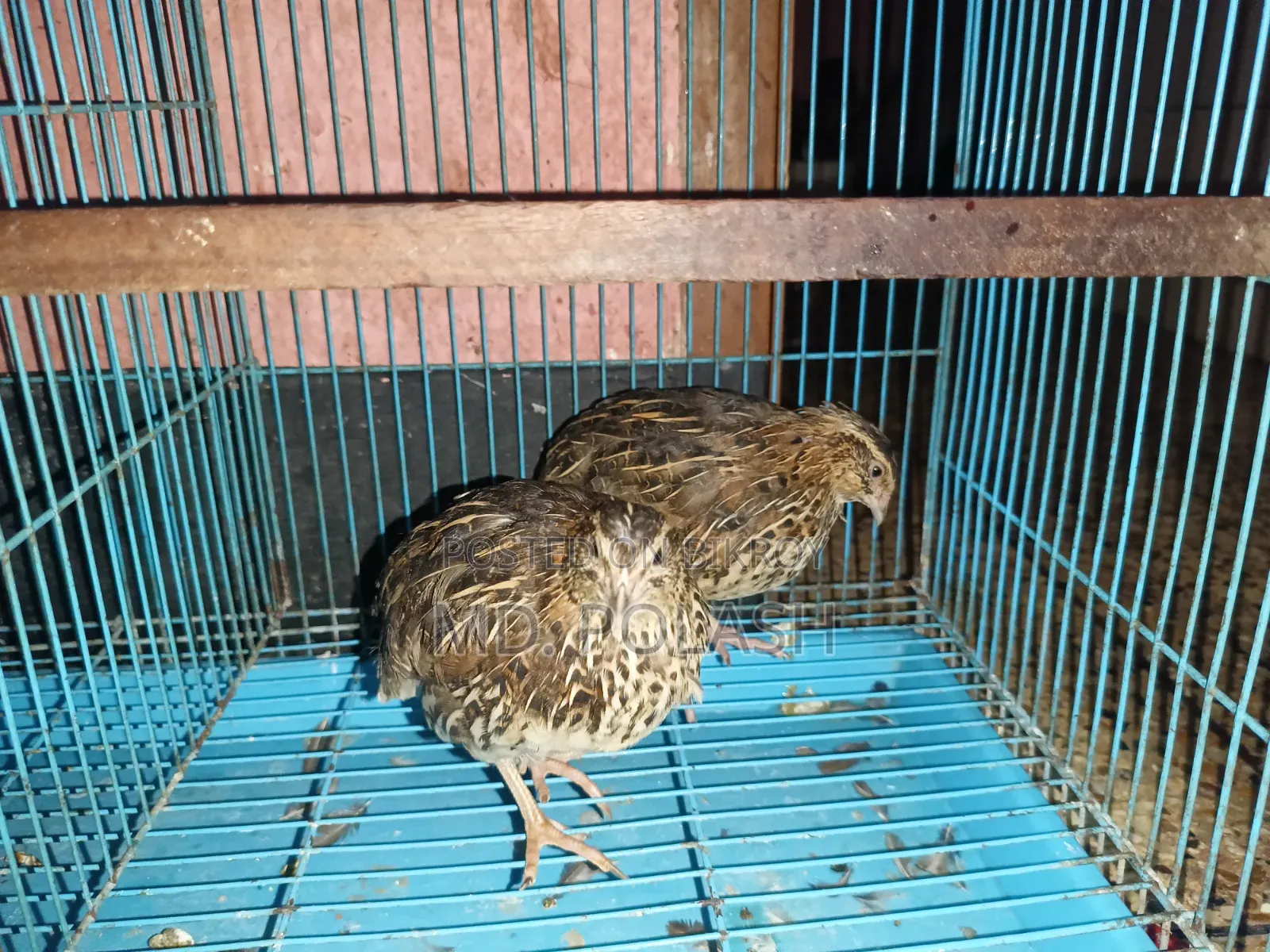 কোয়েল ২ টি রানিং ফিমেল