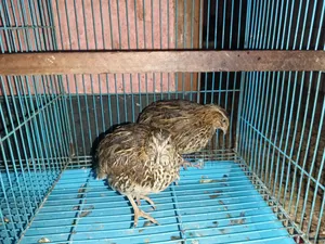 কোয়েল ২ টি রানিং ফিমেল