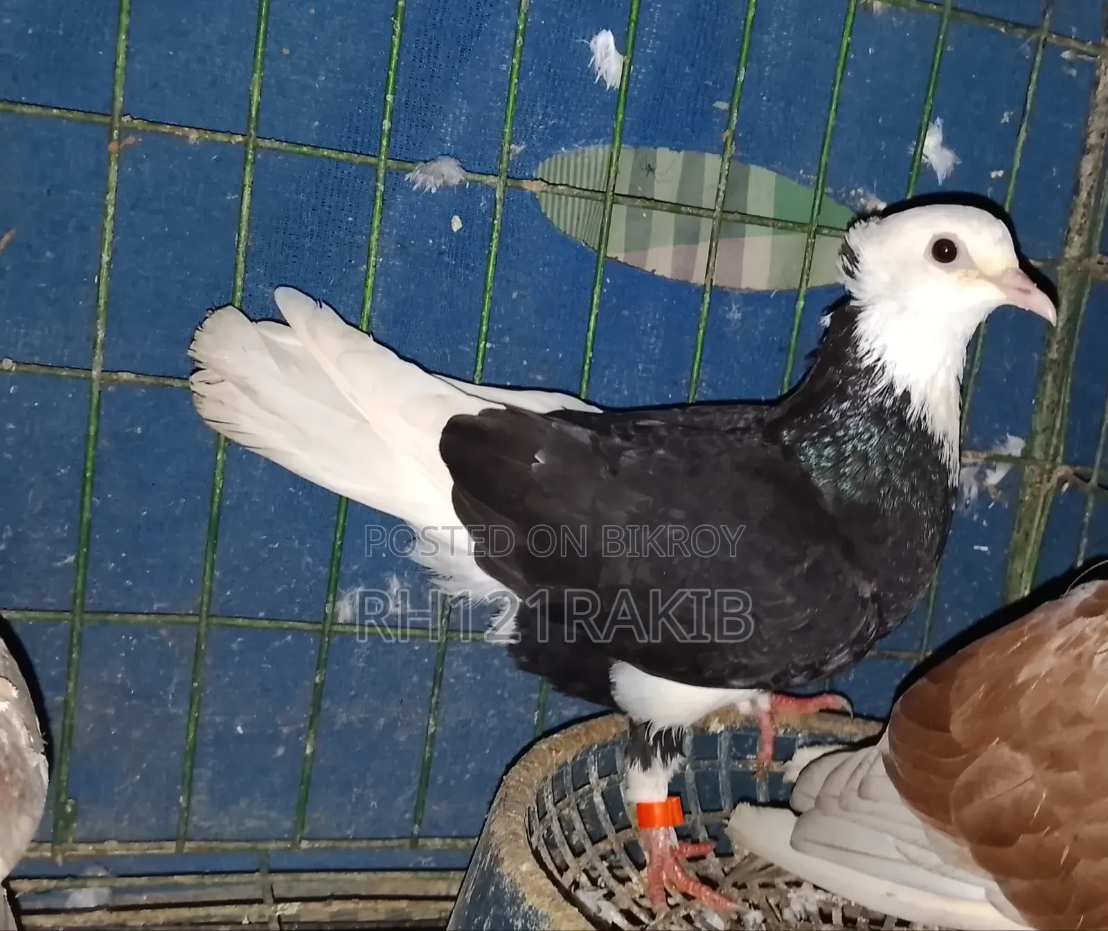 বিক্রি হবে লেজ সাদা মাদি
