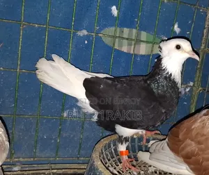 বিক্রি হবে লেজ সাদা মাদি