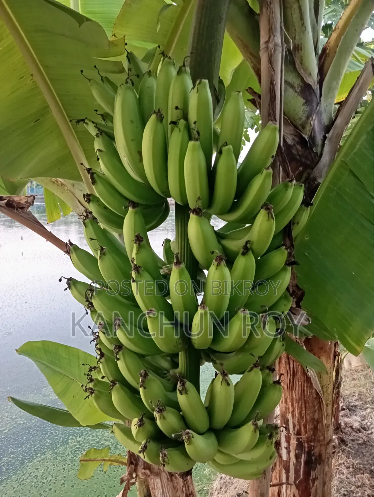 কলার মগজ ও কলার কাধী