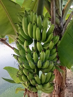 কলার মগজ ও কলার কাধী