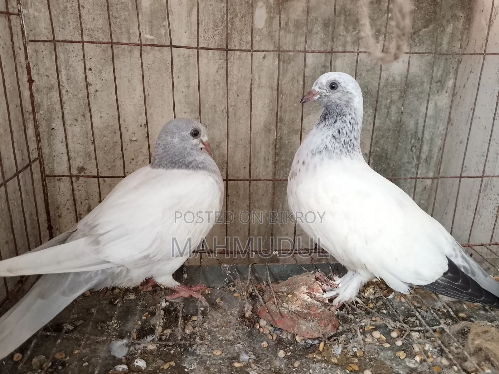 Giribaj pigeon for sale