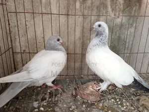 Giribaj pigeon for sale