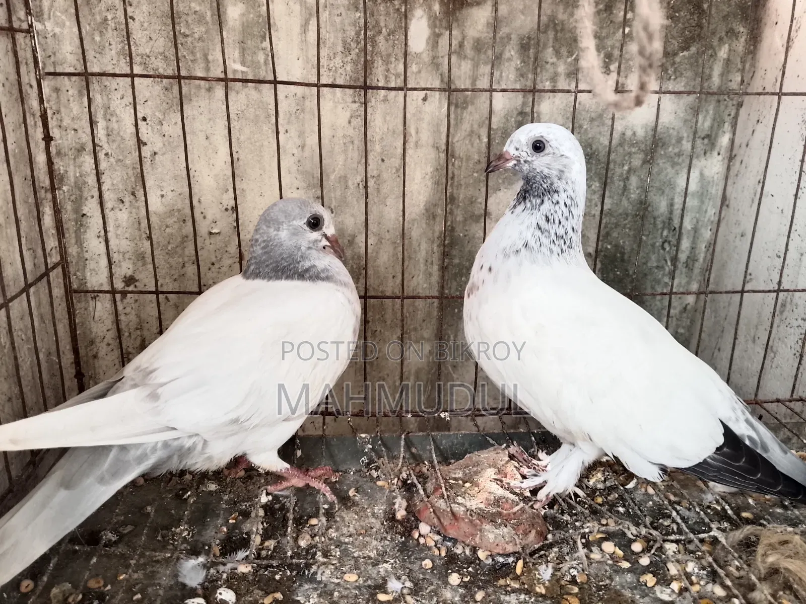 Giribaj pigeon for sale