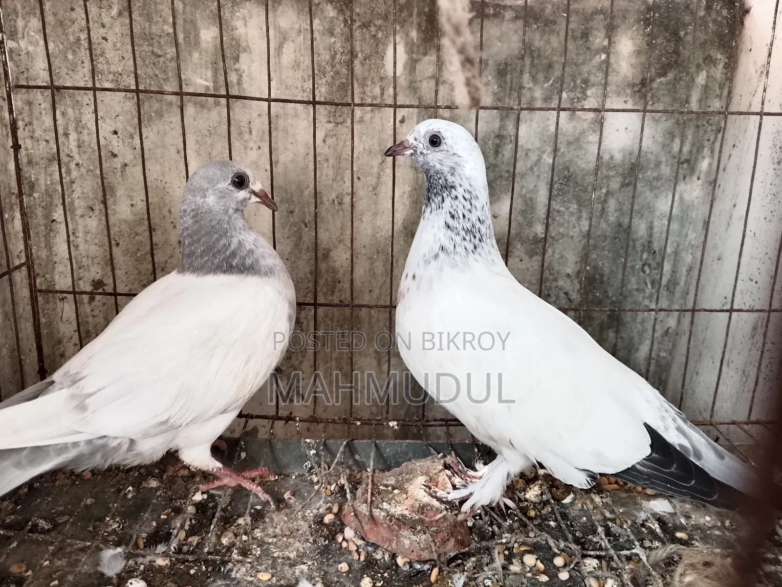 Giribaj pigeon for sale