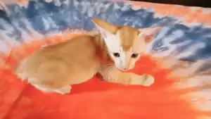 1-3 Months Male Mixed Breed Bengal