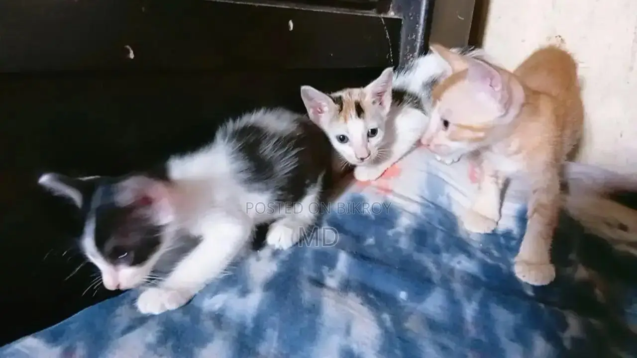 1-3 Months Male Mixed Breed Bengal