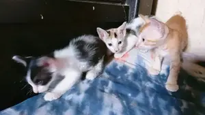 1-3 Months Male Mixed Breed Bengal
