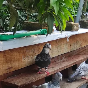 4 জোড়া বাচ্চা সহ কবুতর বিক্রি হবে