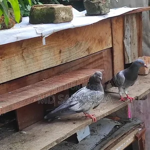 4 জোড়া বাচ্চা সহ কবুতর বিক্রি হবে