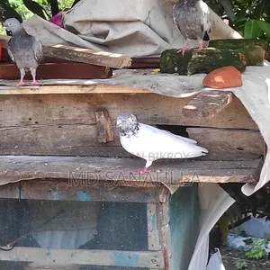 4 জোড়া বাচ্চা সহ কবুতর বিক্রি হবে