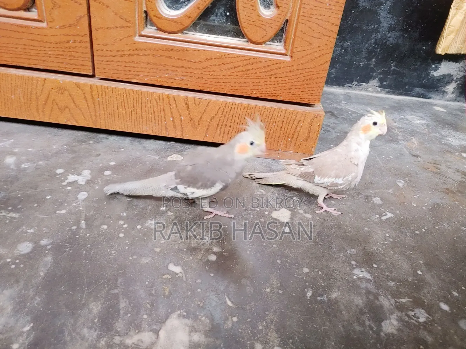 দুইটি কোকাটেল পাখি বয়স ৩.৫ মাস