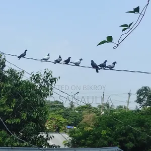7 দিনের বাচ্চা সহ