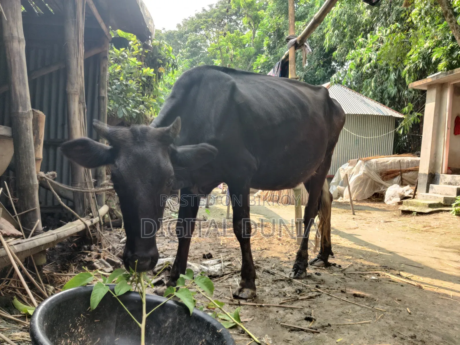 ফ্রিজিয়ান জাতের বকন গরু