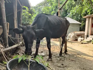 ফ্রিজিয়ান জাতের বকন গরু