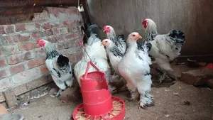 কলম্বিয়ান লাইট ব্রাহমা মেল+ ফিমেল