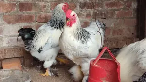 কলম্বিয়ান লাইট ব্রাহমা মেল+ ফিমেল