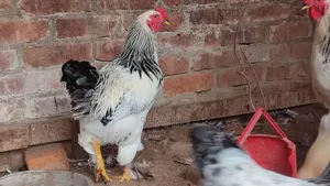 কলম্বিয়ান লাইট ব্রাহমা মেল+ ফিমেল