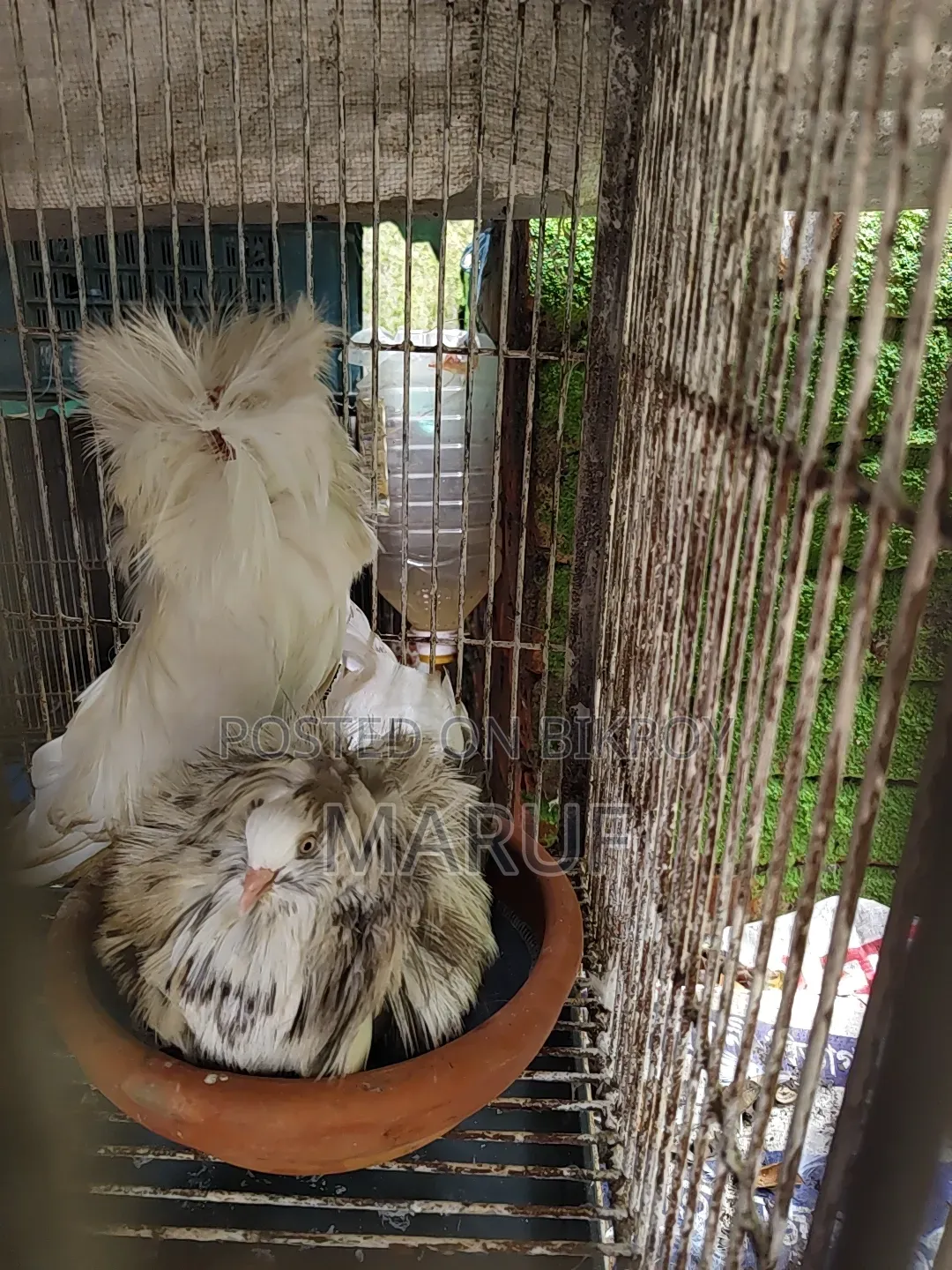 MashaAllah! Running and egg-laying Jacobin pair for sale