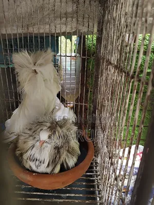 MashaAllah! Running and egg-laying Jacobin pair for sale