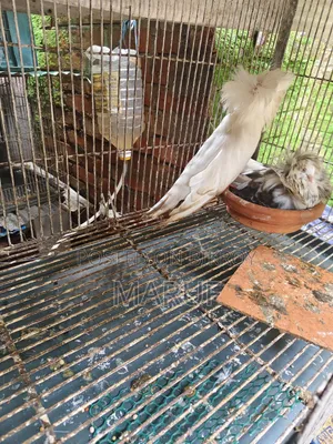MashaAllah! Running and egg-laying Jacobin pair for sale