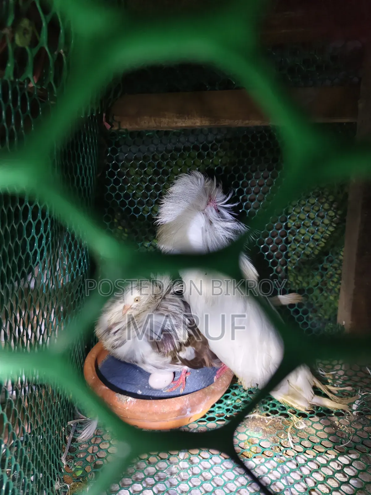 MashaAllah! Running and egg-laying Jacobin pair for sale