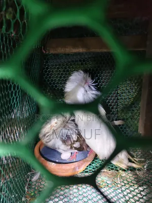 MashaAllah! Running and egg-laying Jacobin pair for sale