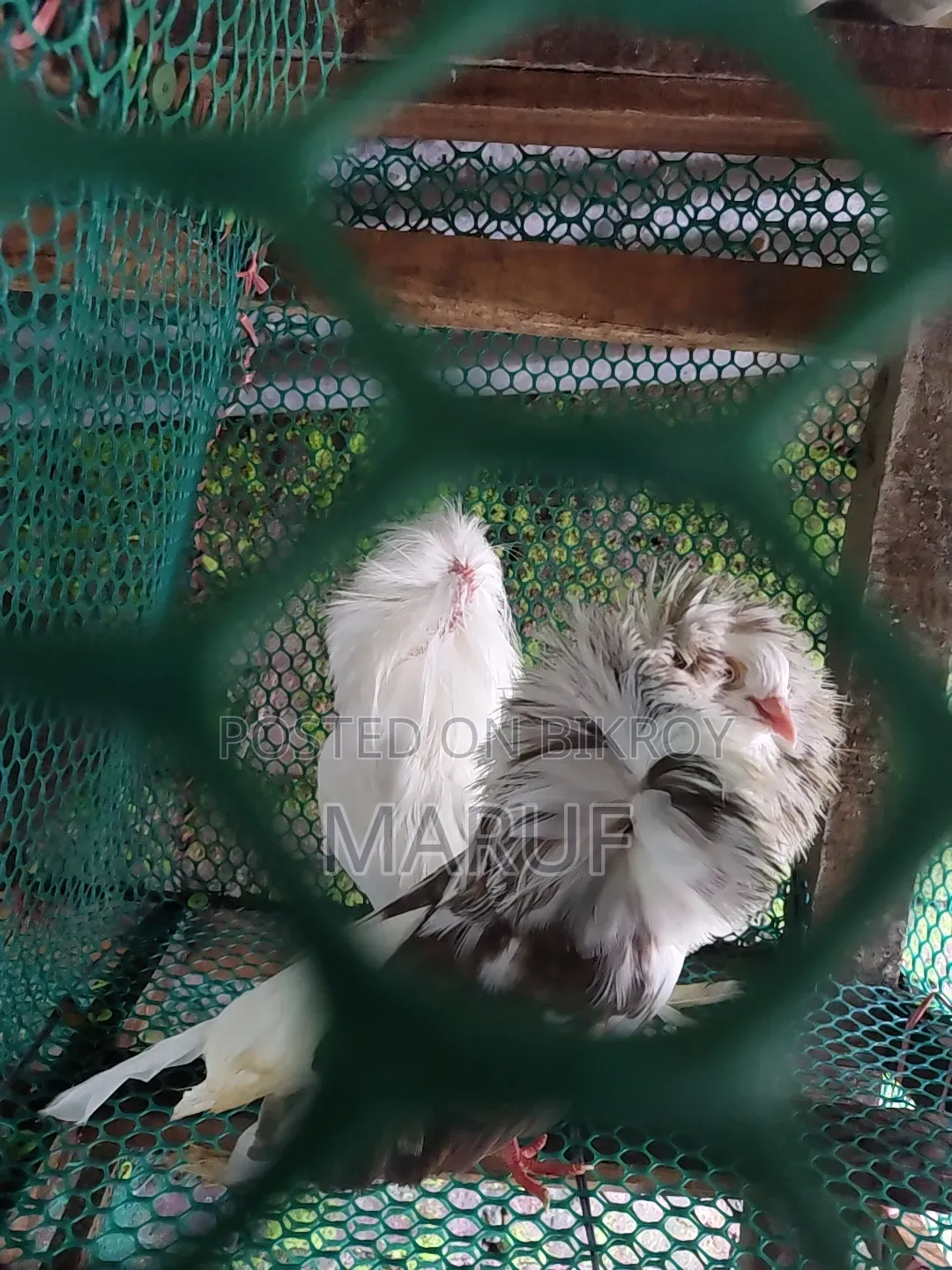 MashaAllah! Running and egg-laying Jacobin pair for sale