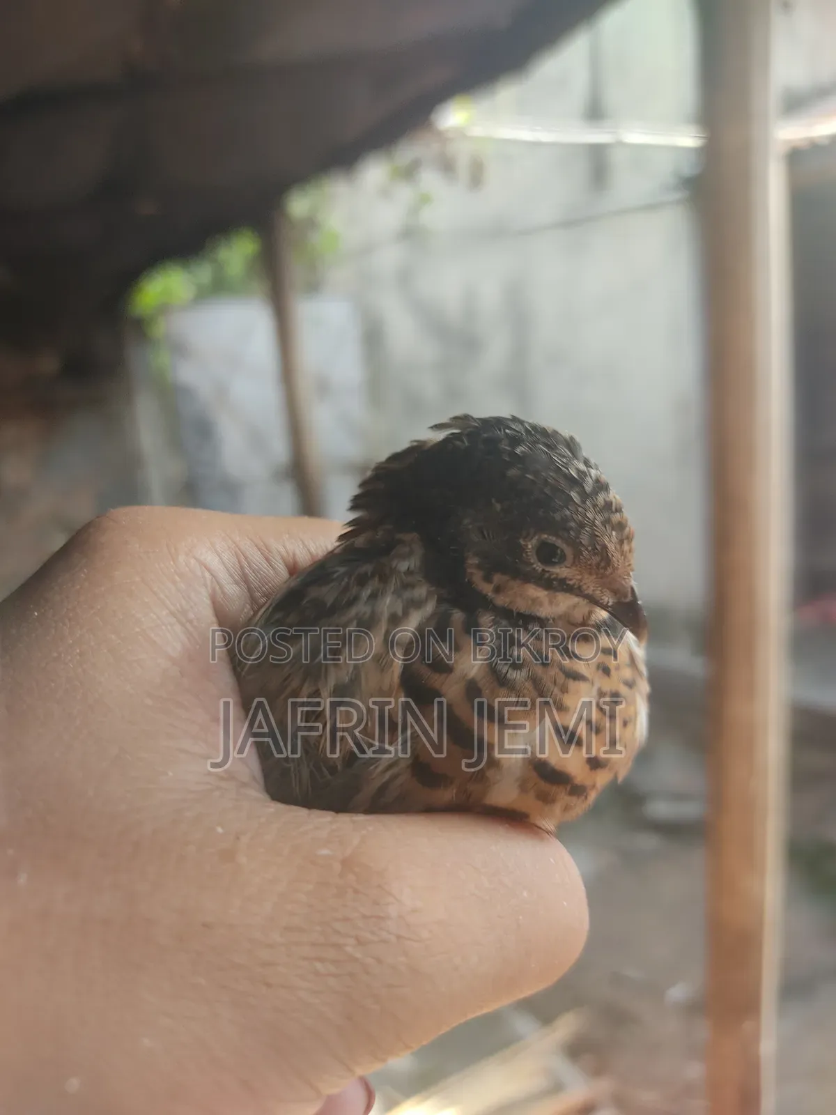 King Koyel Pakhi