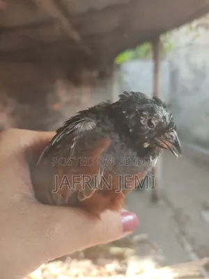 King Koyel Pakhi