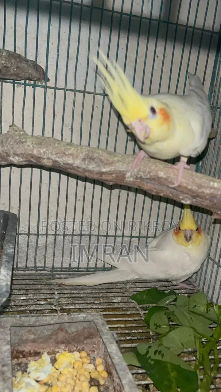 Cocktail Bird Family