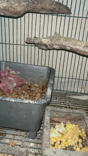 Cocktail Bird Family