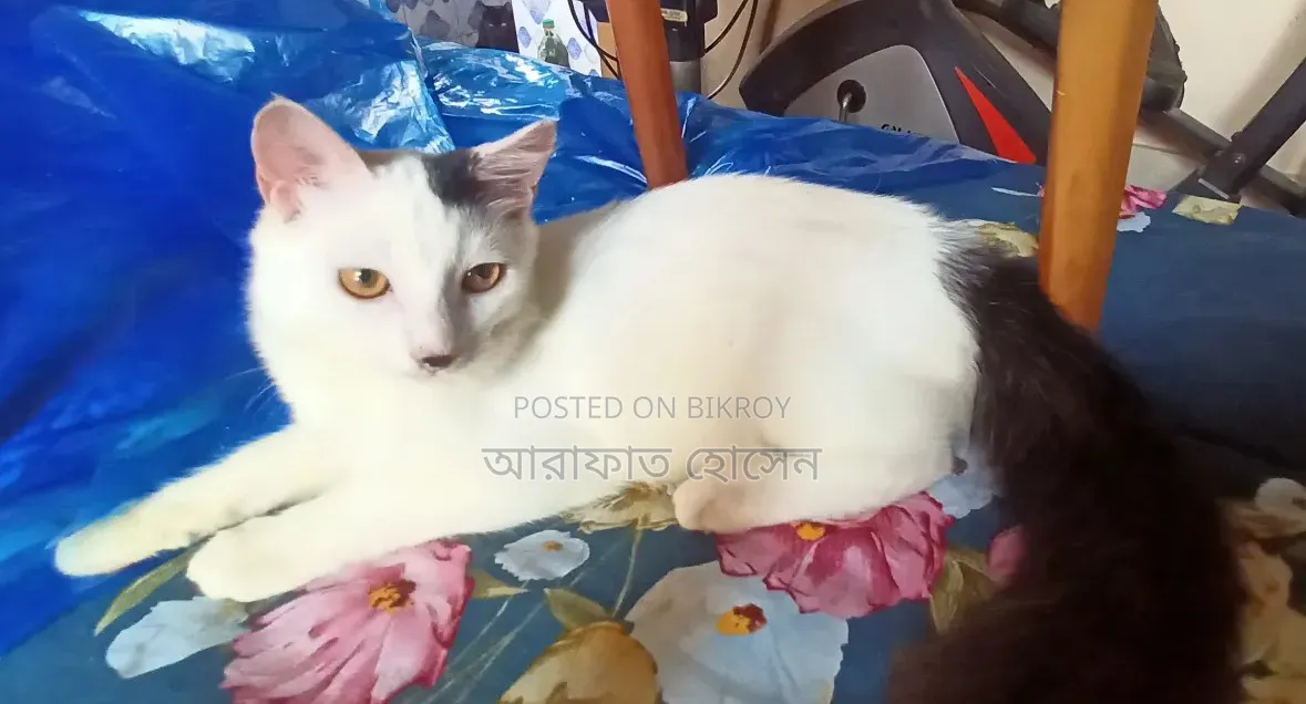 ৩-৬ মাসের মেল মিক্সড ব্রিড পার্সিয়ান