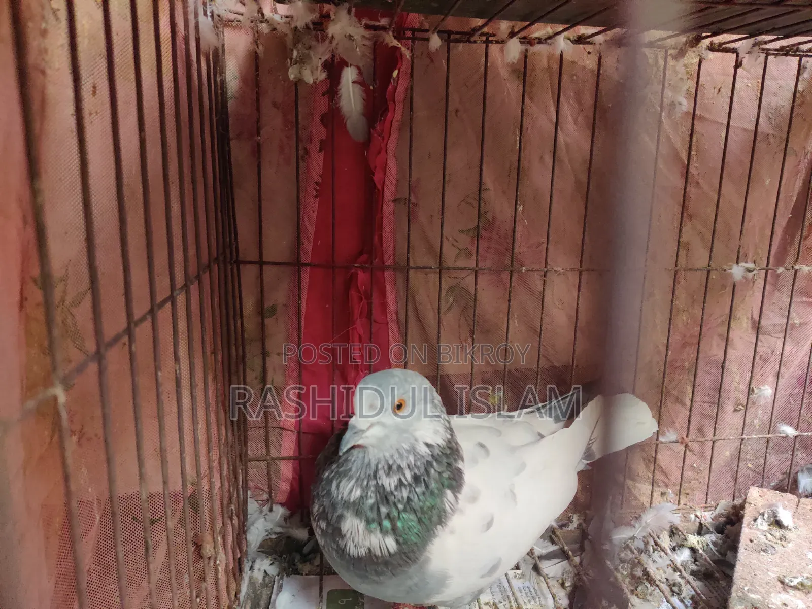 গিরিবাজ কবুতর নর সেল হবে