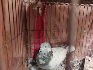 গিরিবাজ কবুতর নর সেল হবে