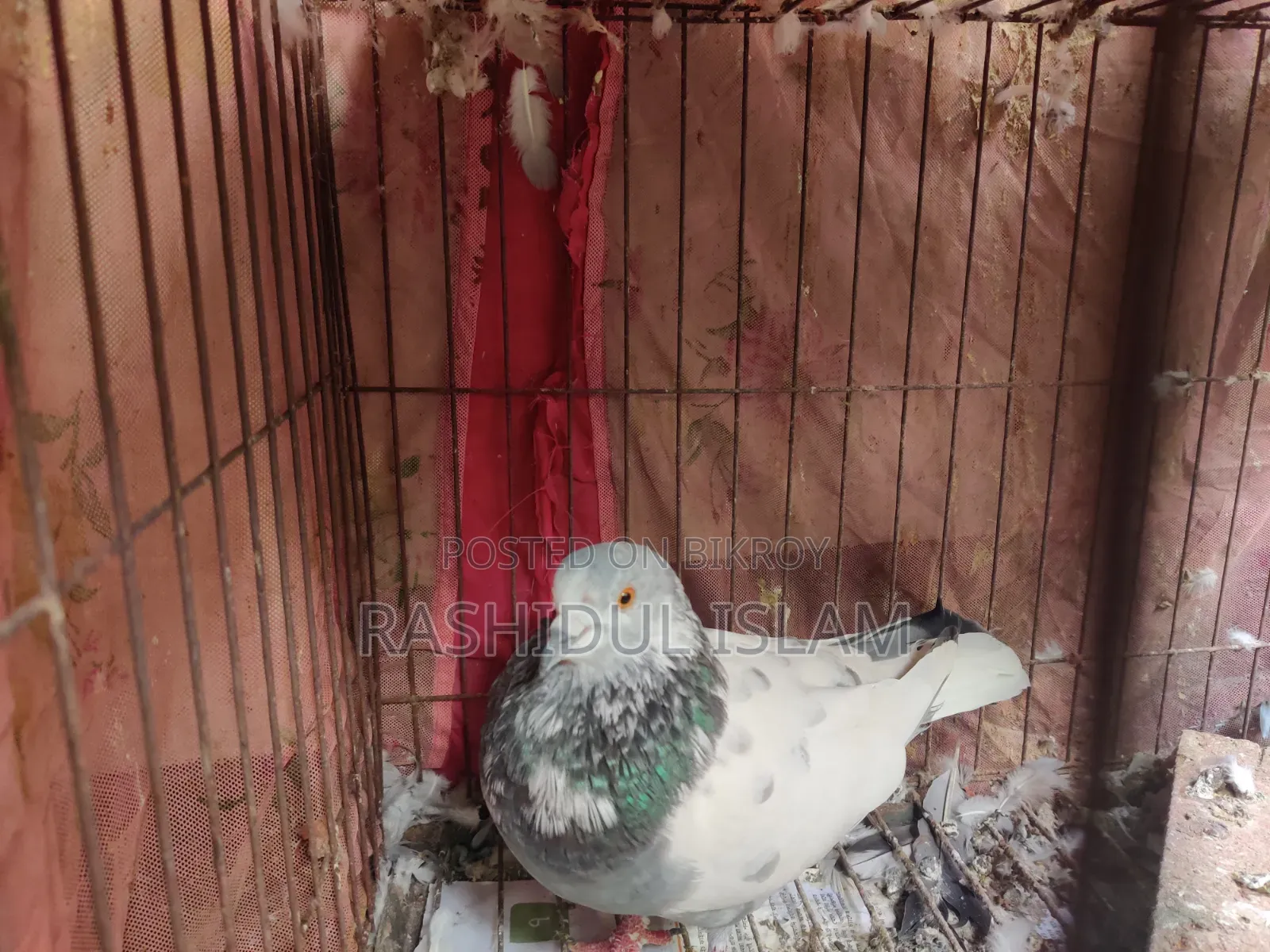 গিরিবাজ কবুতর নর সেল হবে