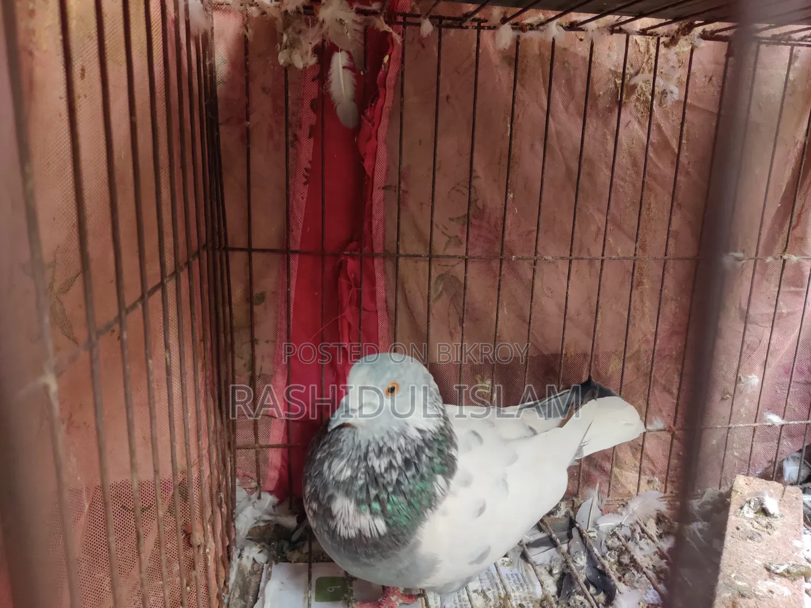 গিরিবাজ কবুতর নর সেল হবে