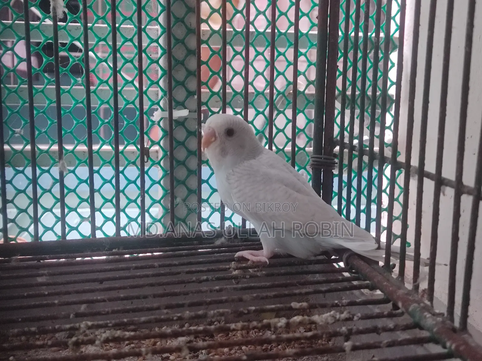 Budgie 5 Piece