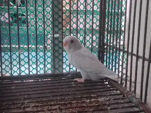 Budgie 5 Piece