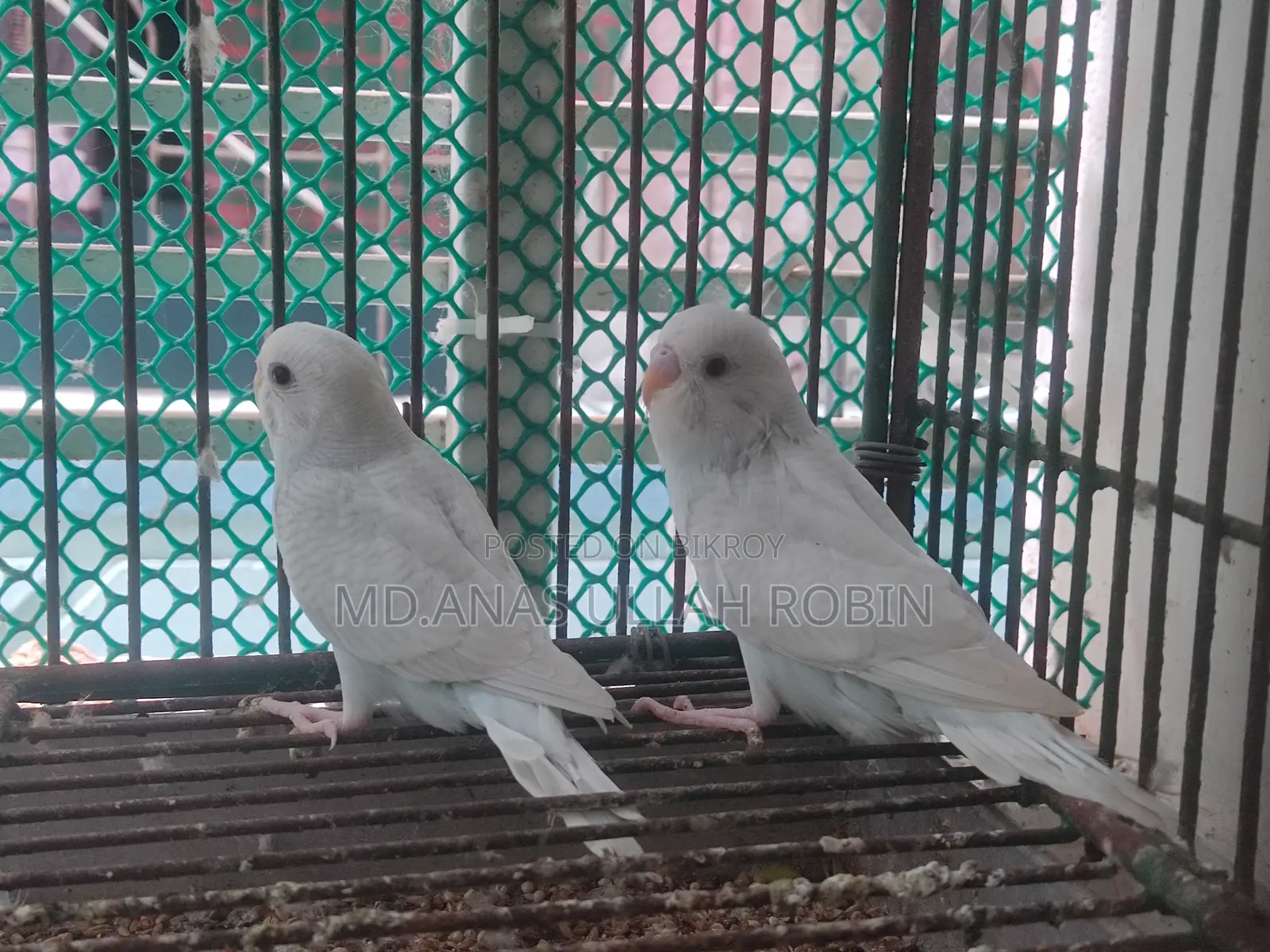 Budgie 5 Piece
