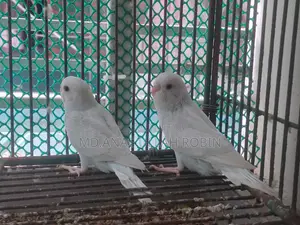 Budgie 5 Piece