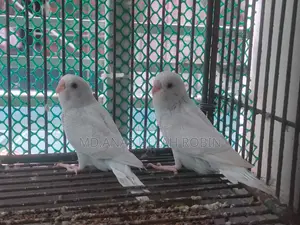 Budgie 5 Piece