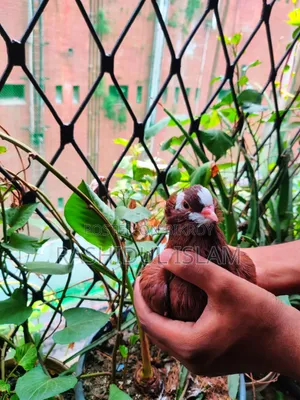 সিঙ্গেল আমেরিকান কারমনা নর সেল হবে