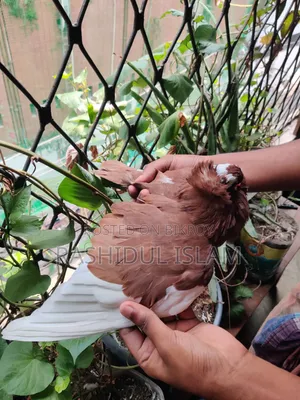 সিঙ্গেল আমেরিকান কারমনা নর সেল হবে