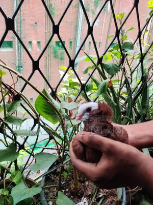 সিঙ্গেল আমেরিকান কারমনা নর সেল হবে
