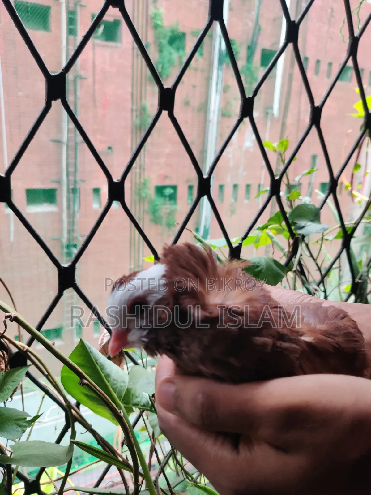 সিঙ্গেল আমেরিকান কারমনা নর সেল হবে