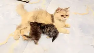 6-12 Months Female Purebred Persian