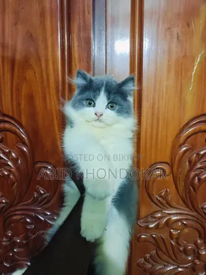 1-3 Months Female Purebred Persian