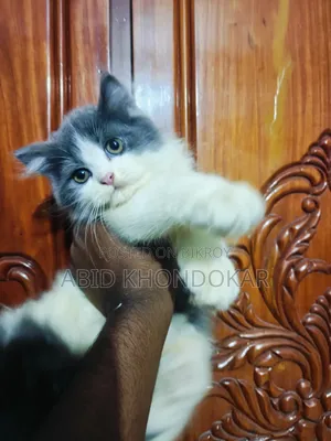 1-3 Months Female Purebred Persian